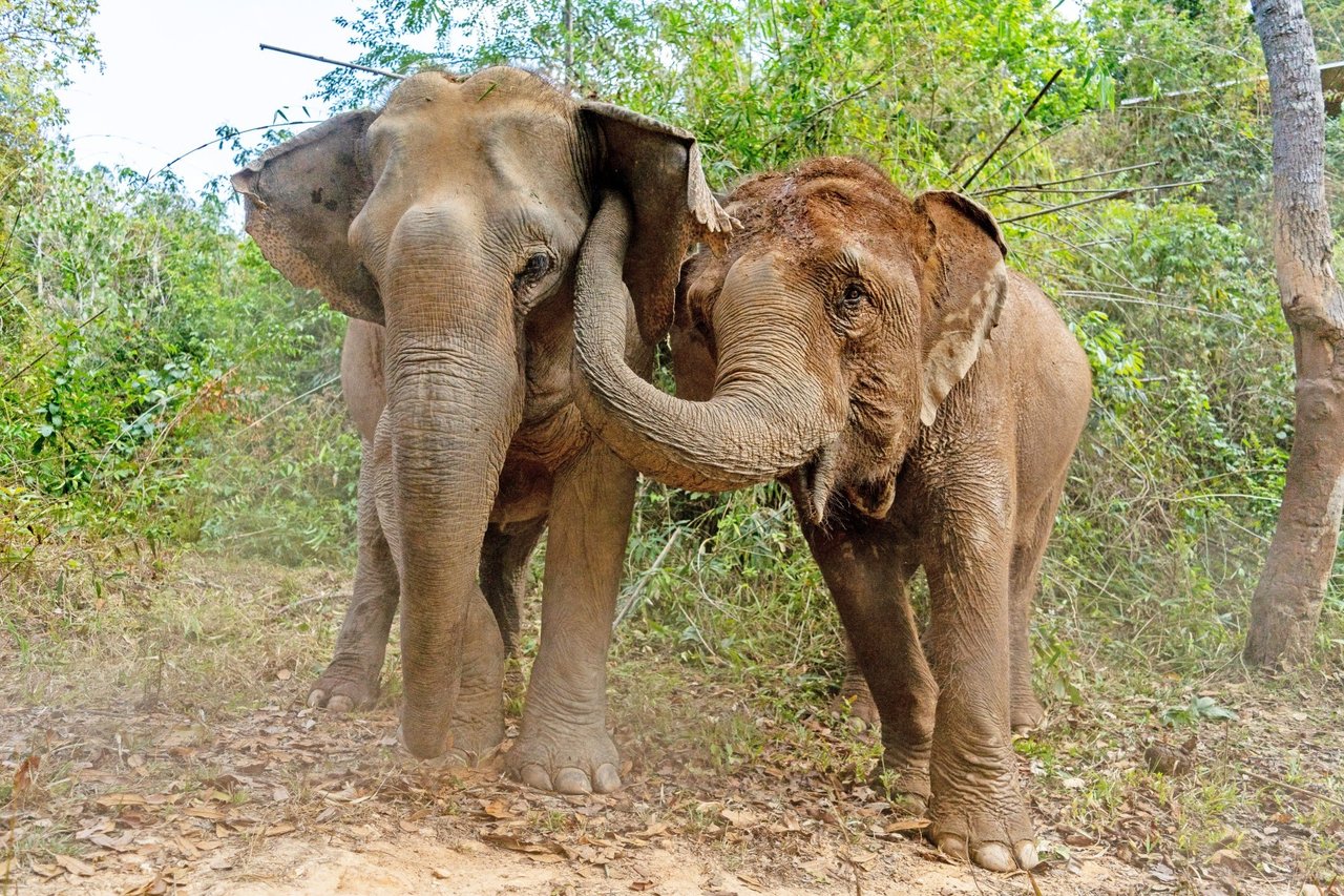 Elefanten Mayura og hendes mor Mae Gorgae i den elefantvenlige lejr ChangChill i Thailand.