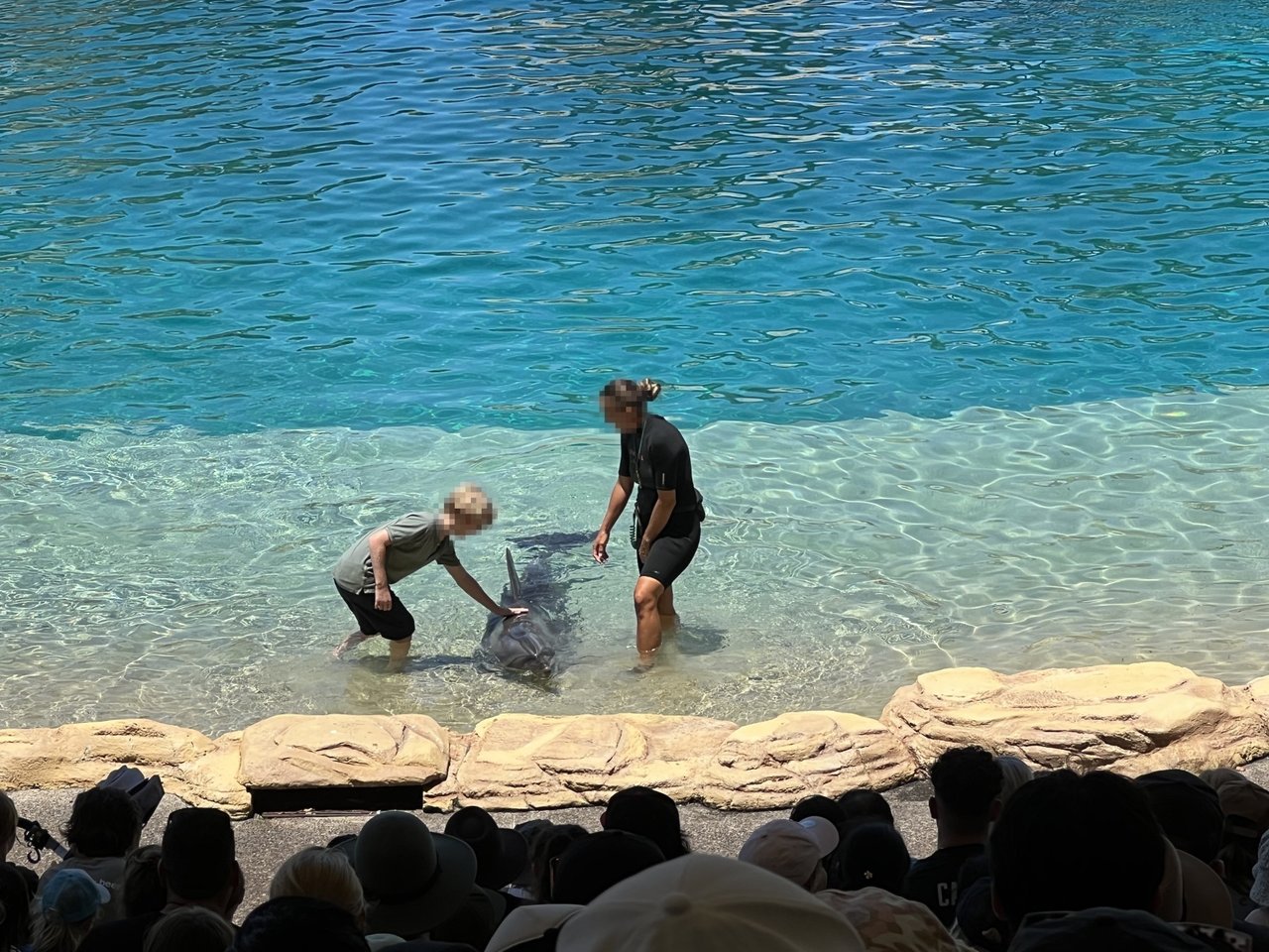 I Sea World, Australien, kan turister betale for at komme i vandet med delfinerne og klappe dem