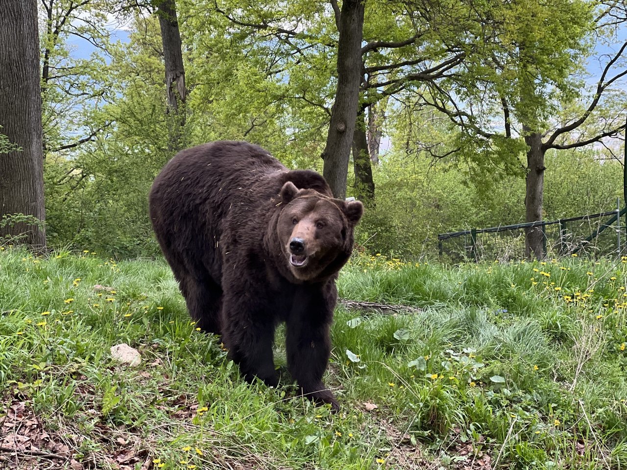 Björnen Masha räddas från Ukraina