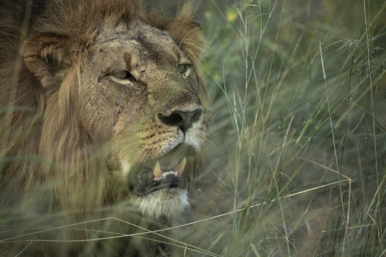 En vild løve i Hwange Nationalpark, Zimbabwe