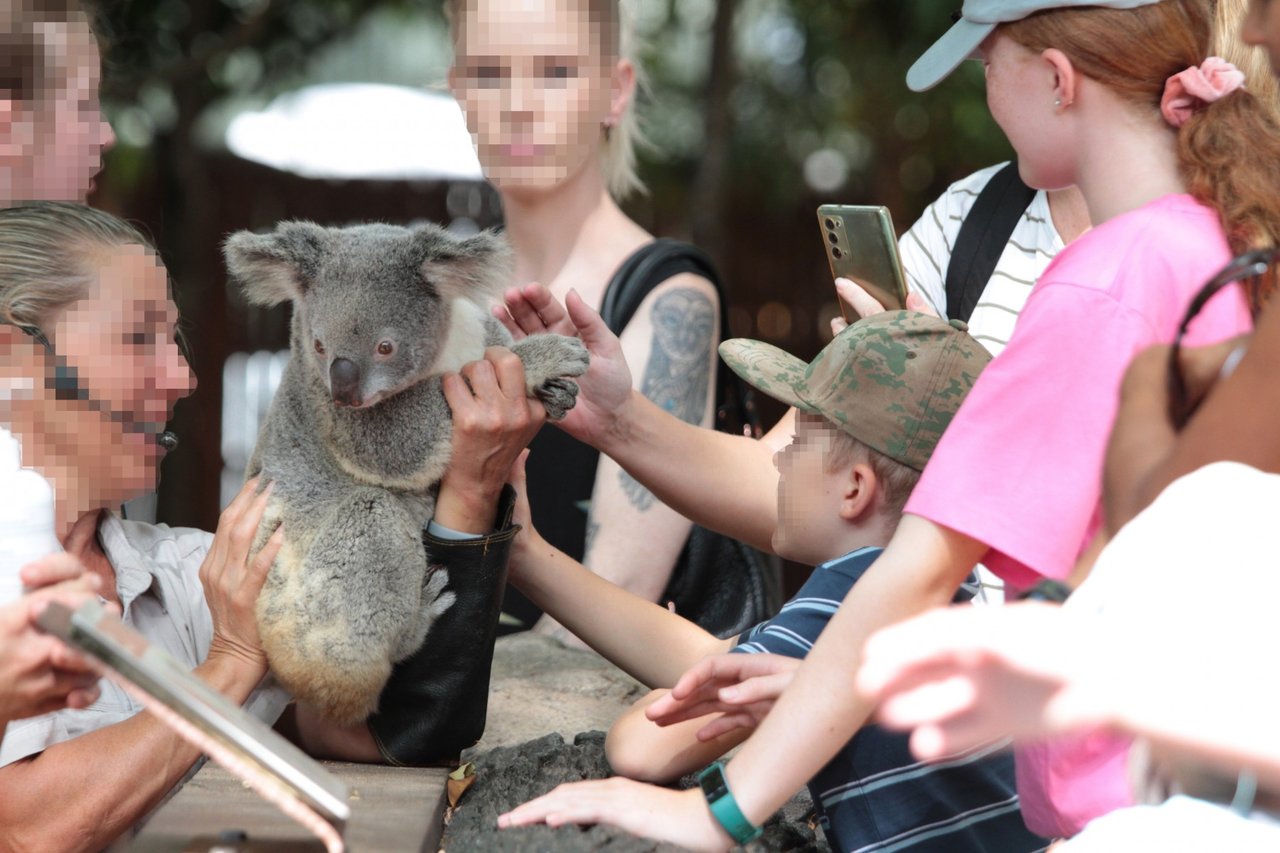 I Sea World, Australien, kan turister betale for at komme i vandet med delfinerne og klappe dem