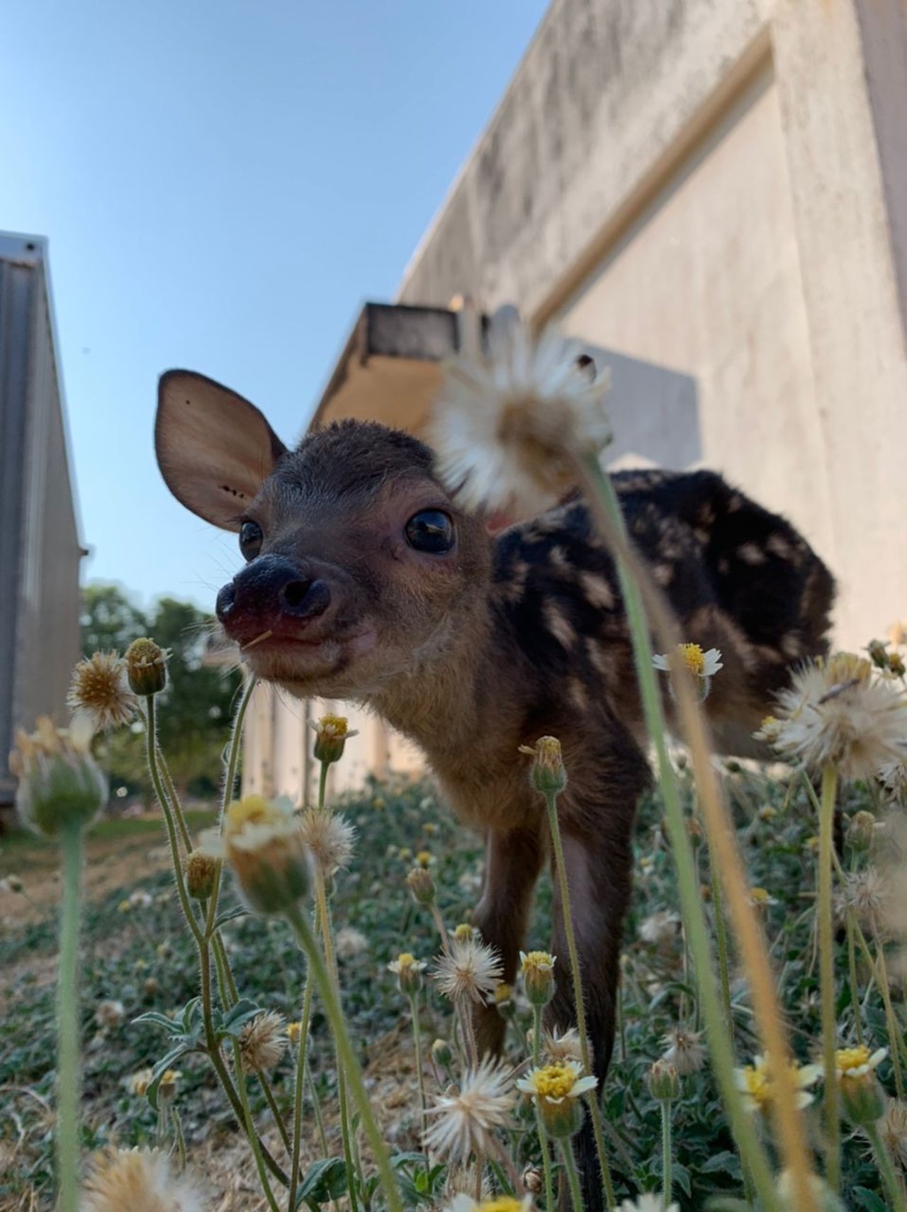A orphaned baby deer standing in grass