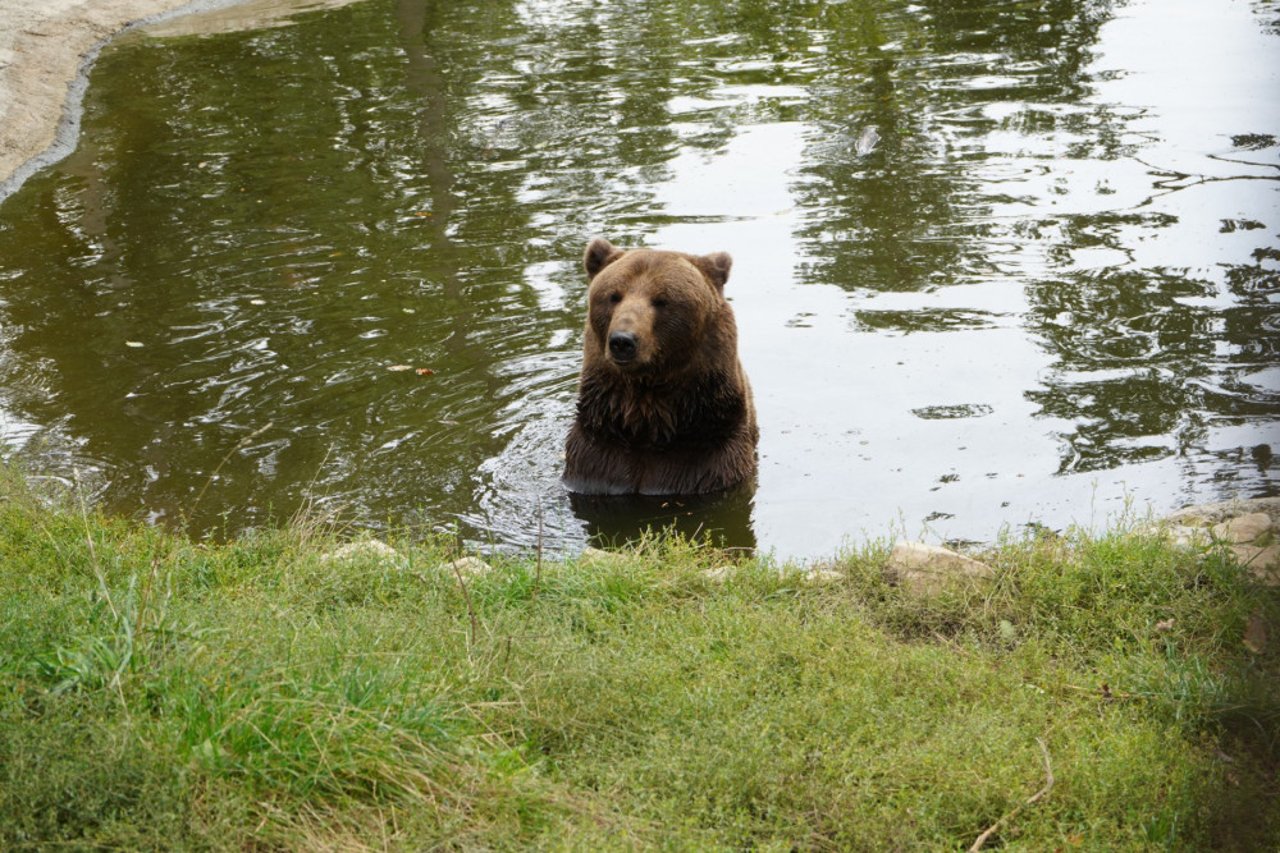 Bjørnen Bolik i et af vandhullerne i Libearty bjørnereservat i Rumænien