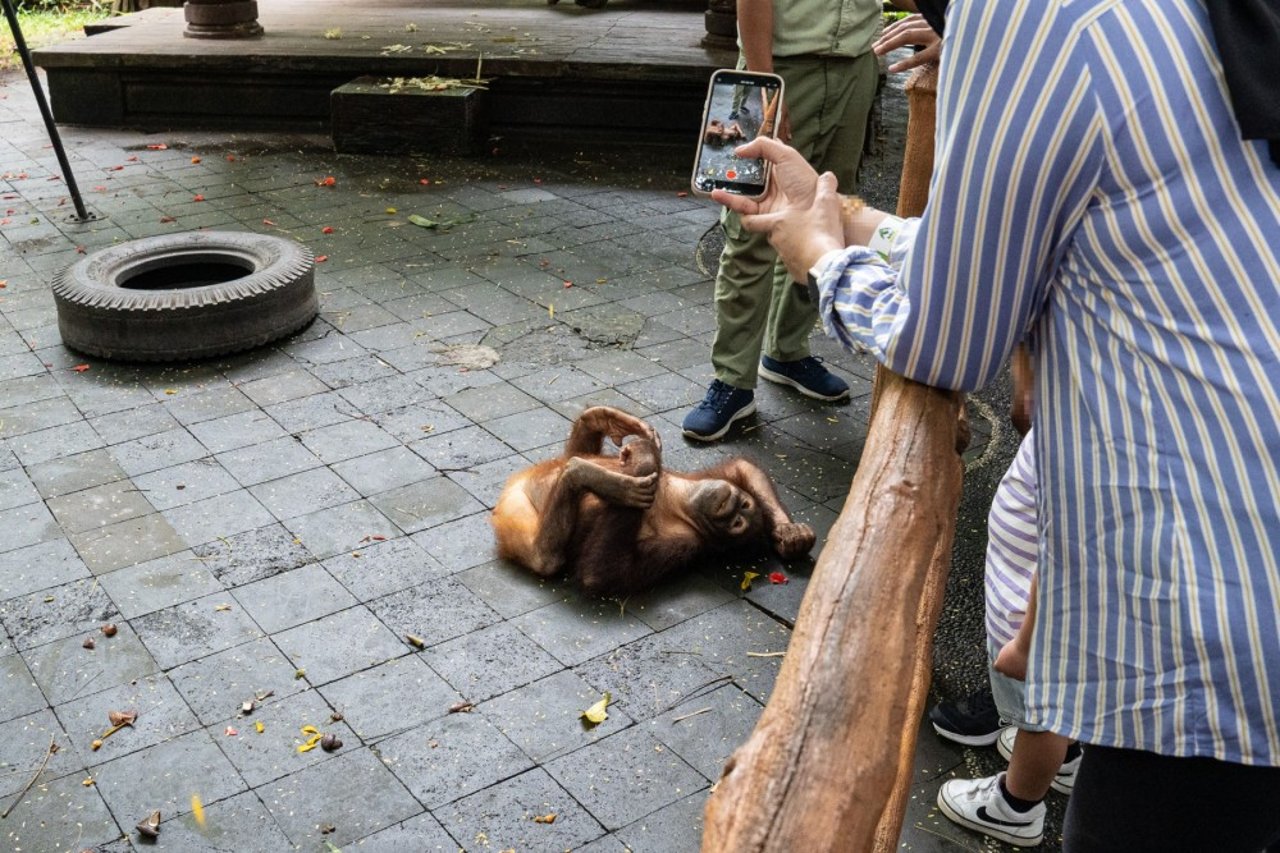 En orangutang i fangenskab udnyttes til turistselfies i Bali Safari Park