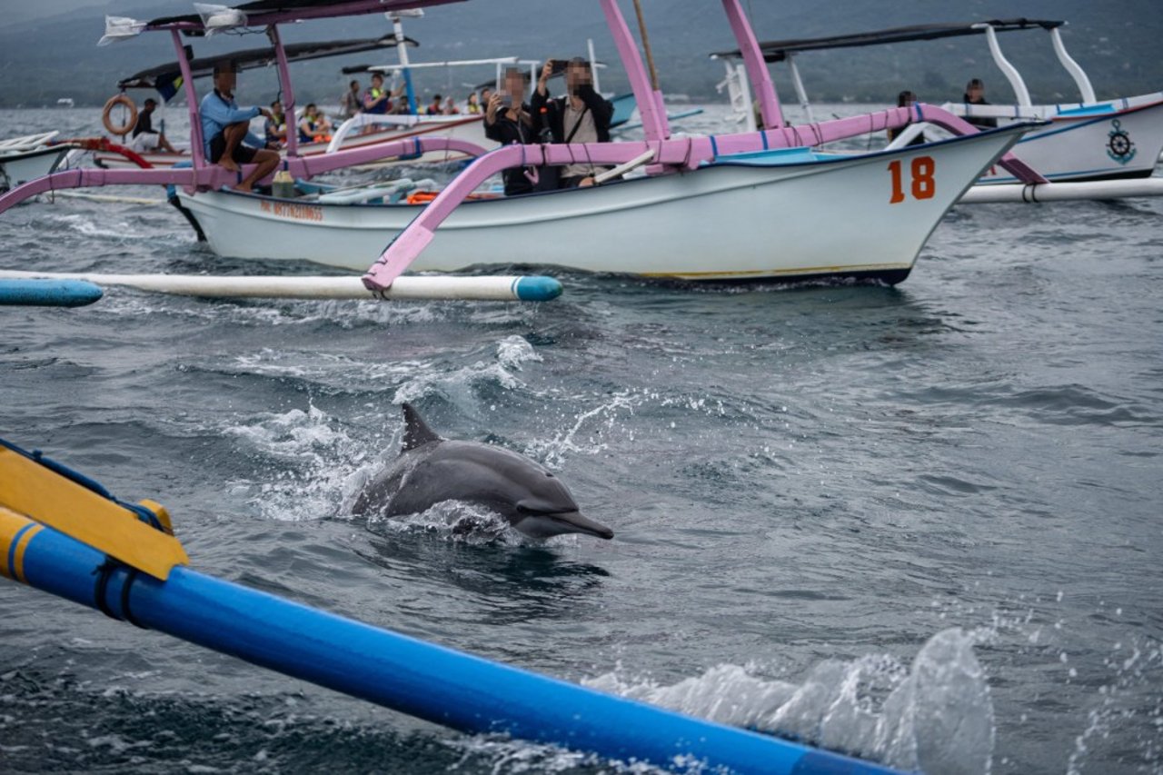 Delfiner jagtes af motorbåde med turister i Lovina Beach, Bali