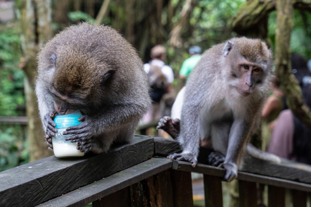 Makakaber i Ubud Abeskov på Bali