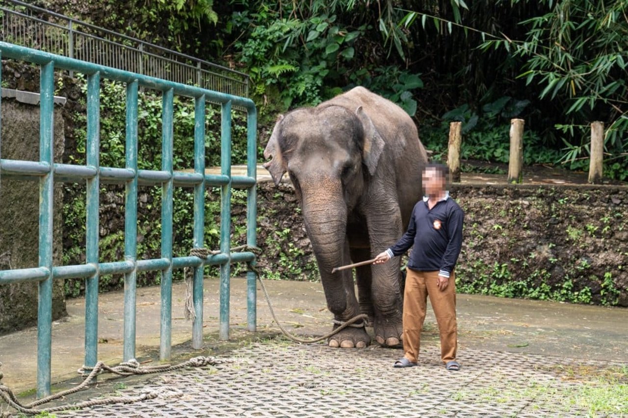Fastbundet elefant bliver kontrolleret med jernkrog i TASTA ZOO på Bali