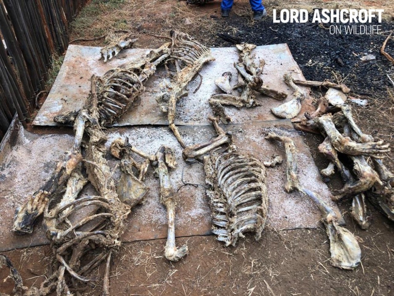 Løveskeletter lagt til tørring, inden de sælges illegalt til traditionel asiatisk medicin. Foto: Lord Ashcroft KCMG PC