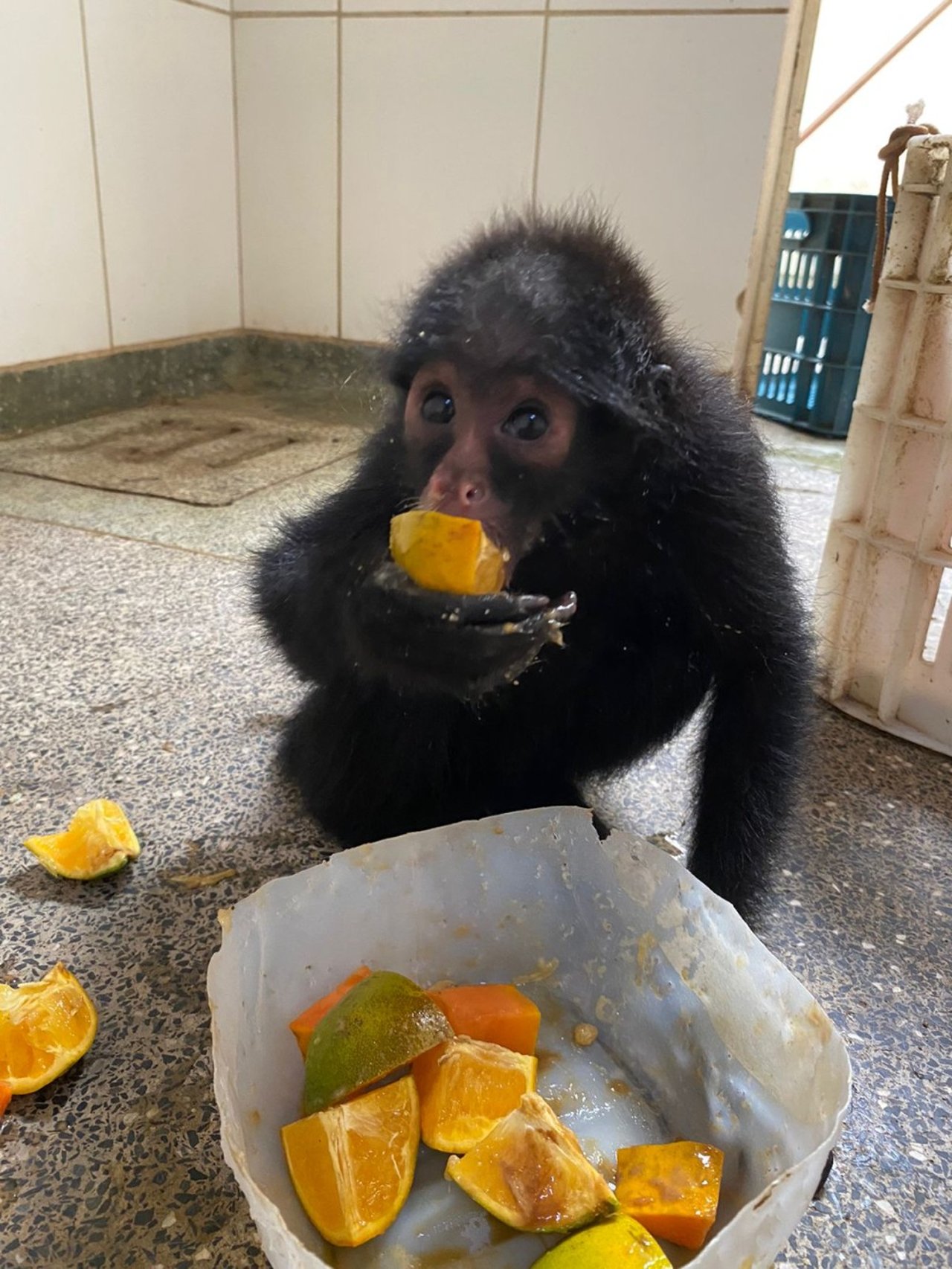 Abeungen er kommet sig og har taget på, efter at hun blev reddet fra skovbrande i Amazonas.