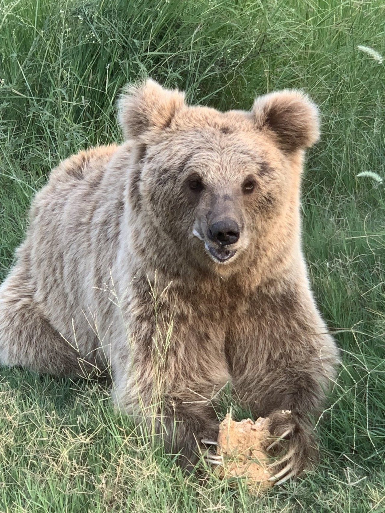 Bjørnen Kainat spiser ekstra meget mad, når vinteren nærmer sig.