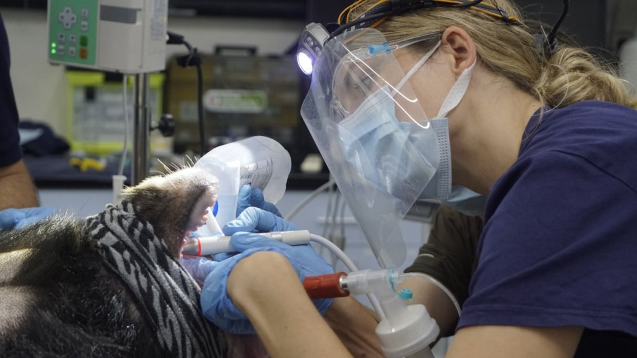 Dyrlæge trækker knækkede tænder ud på bjørnen Na. Foto: FOUR PAWS Viet