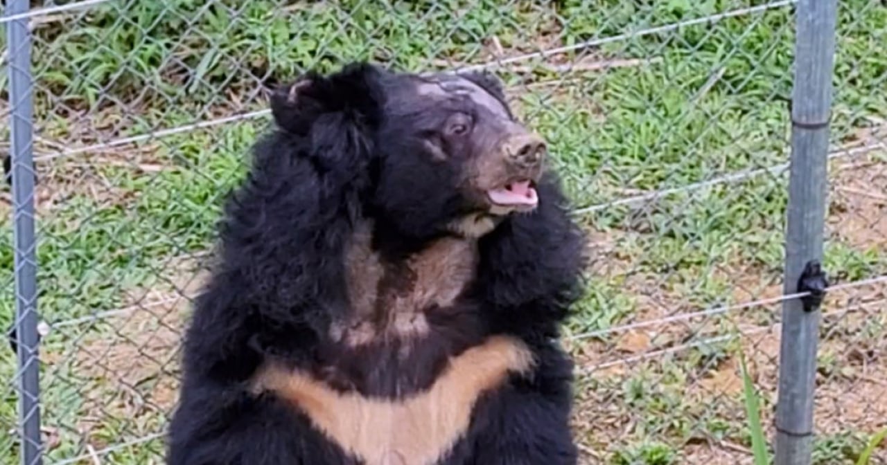 Na the female bear rescued in Ho Chi Minh city province in Vietnam on October 17th 2023 - Photo by FOUR PAWS Viet