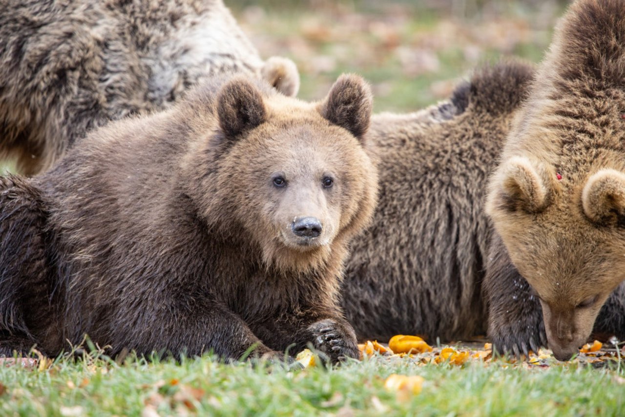 Hunbjørnen Daria og hendes unger trives i Libearty Bjørnereservat i Rumænien.