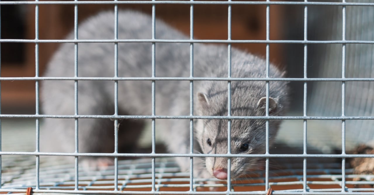 Mink i bur på pelsfarm