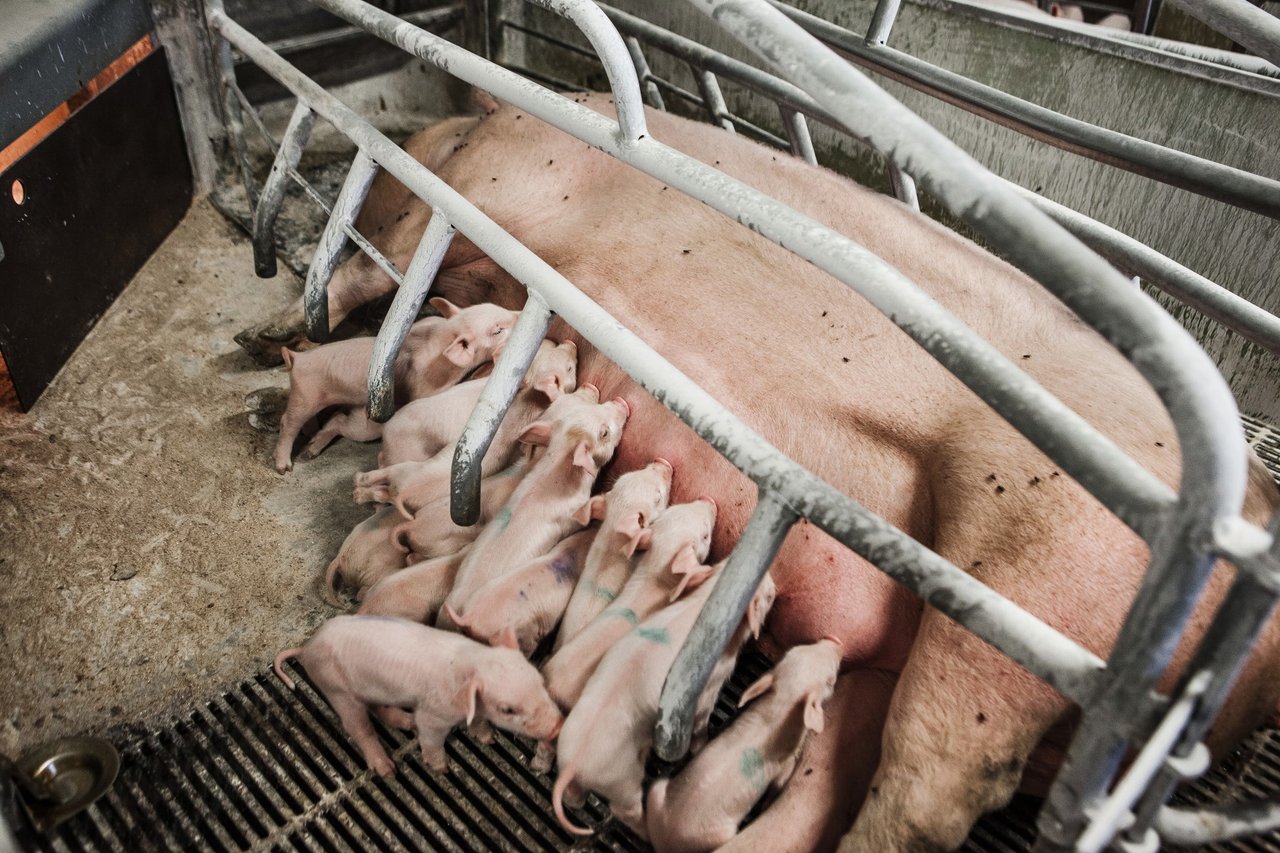 So, der kan være naturligt sammen med sine pattegrise