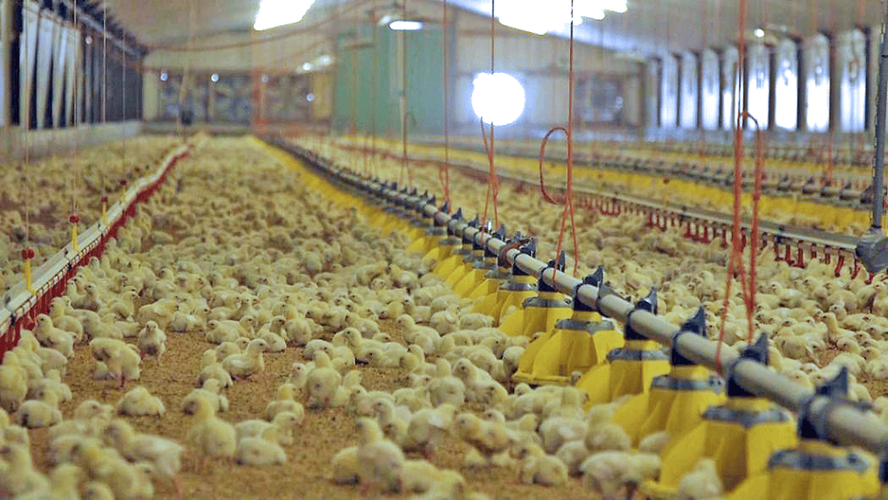 7 day old broiler (meat) chickens in a commercial indoor system