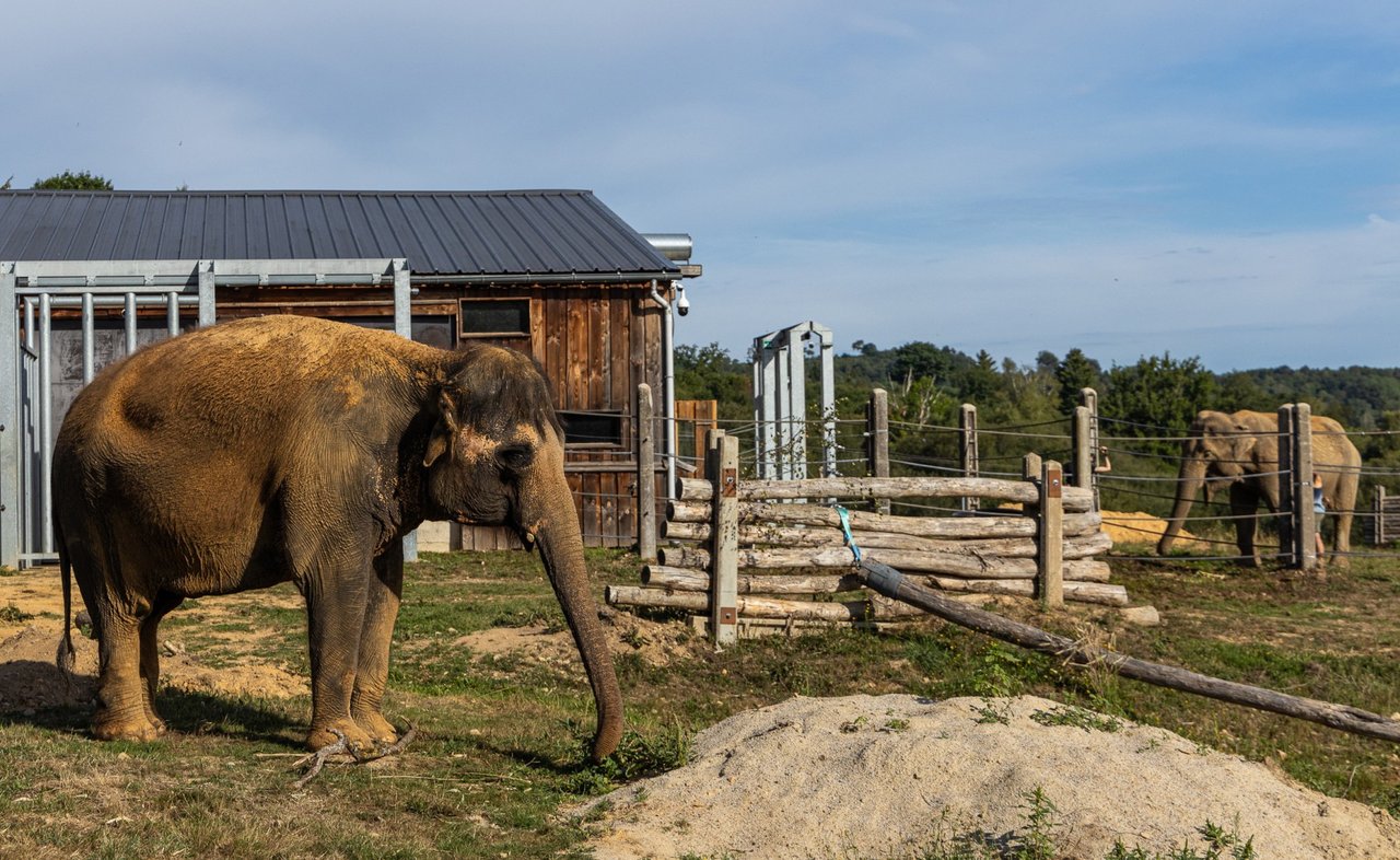 Gandhi og Delhis første møde uden hegn imellem. Foto: Elephant Haven