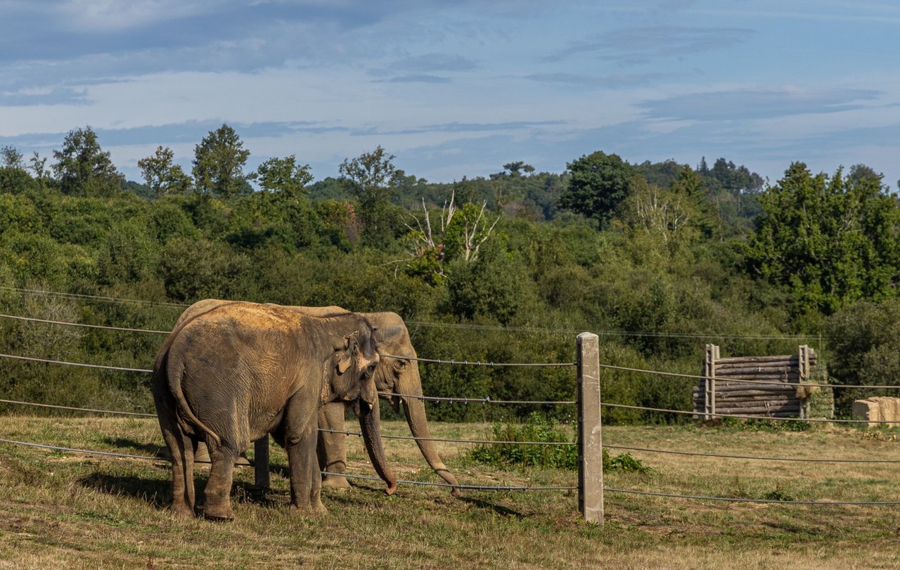 Gandhi og Delhis første møde uden hegn imellem. Foto: Elephant Haven