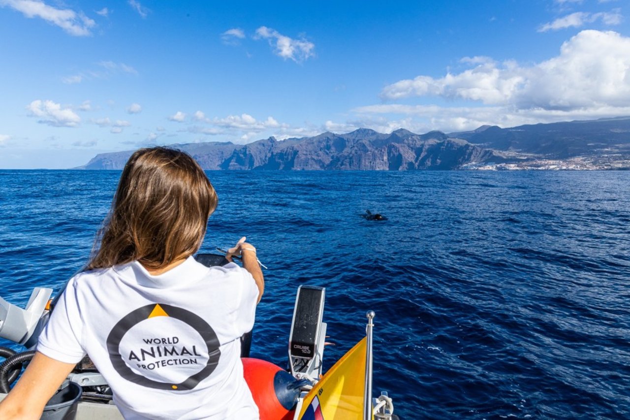 Hvalsafari i havet ud for Tenerife, Whale Heritage Site