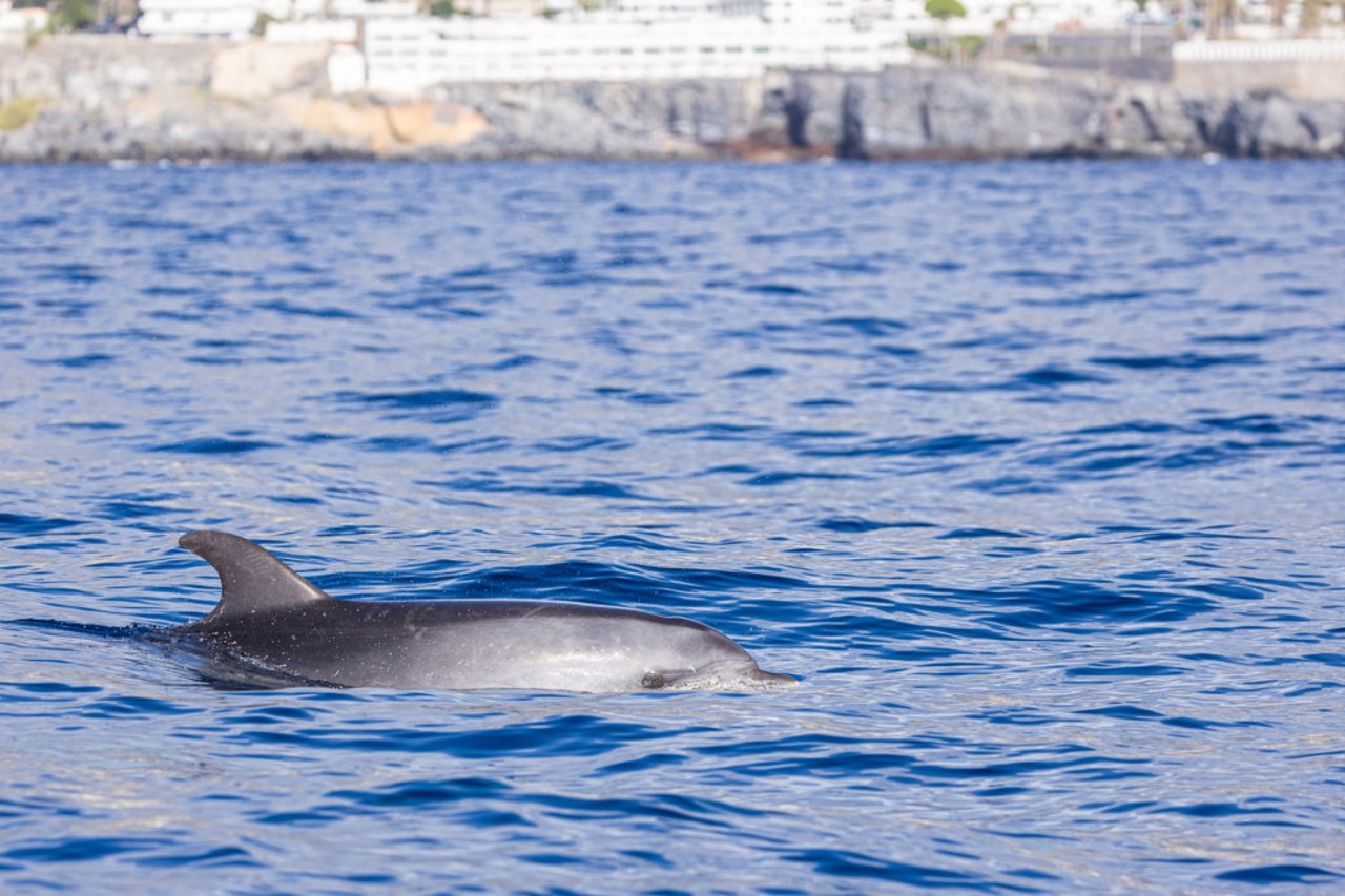 Delfin i havet ud for Tenerife