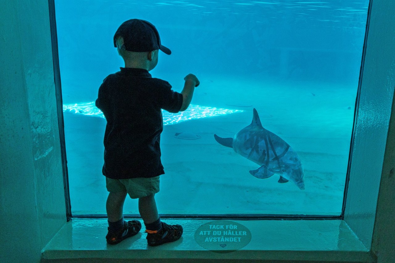 Delfin i Kolmården dyrepark