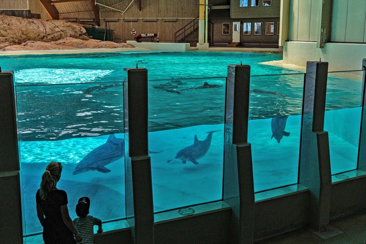 Delfin i Kolmården dyrepark