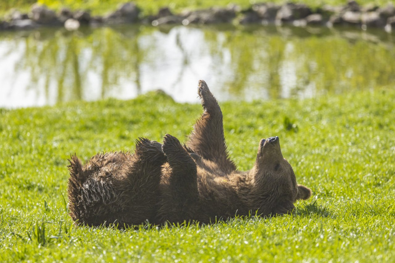 En reddet bjørn i Libearty bjørnereservat soler sig i græsset