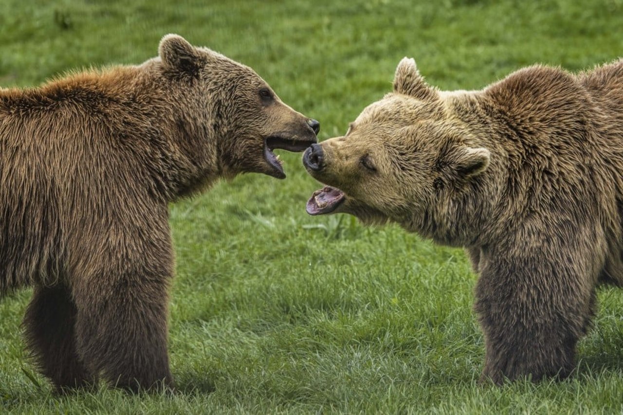 To bjørne interagerer i Libearty bjørnereservatet i Rumænien.