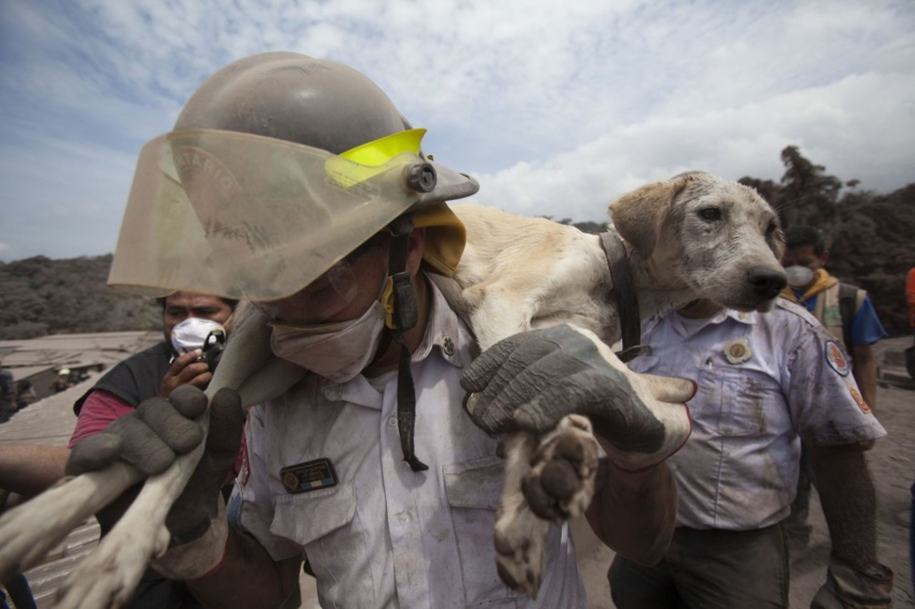 a_firefighter_holding_a_dog_after_the_volcano_of_fire_erupted_in_guatemala