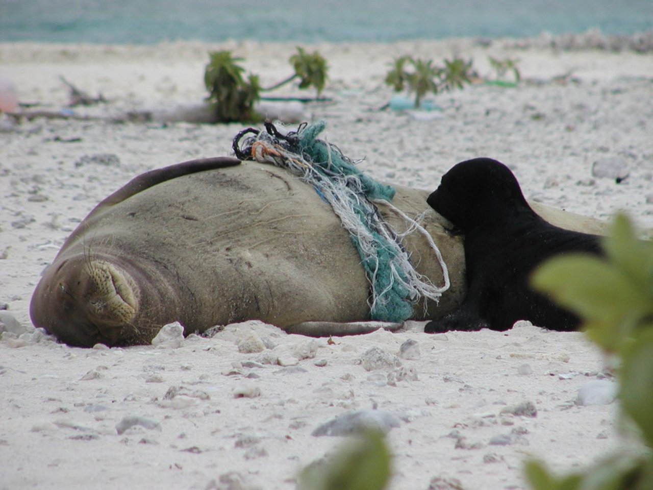 a_hawaiian_monk_seal_entangled_in_marine_debris