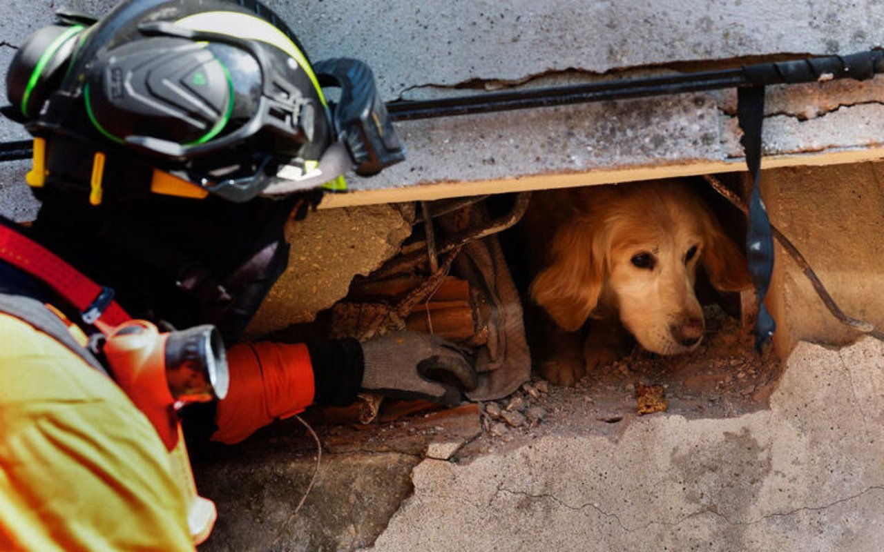 Aardbeving hond onder puin Haytap