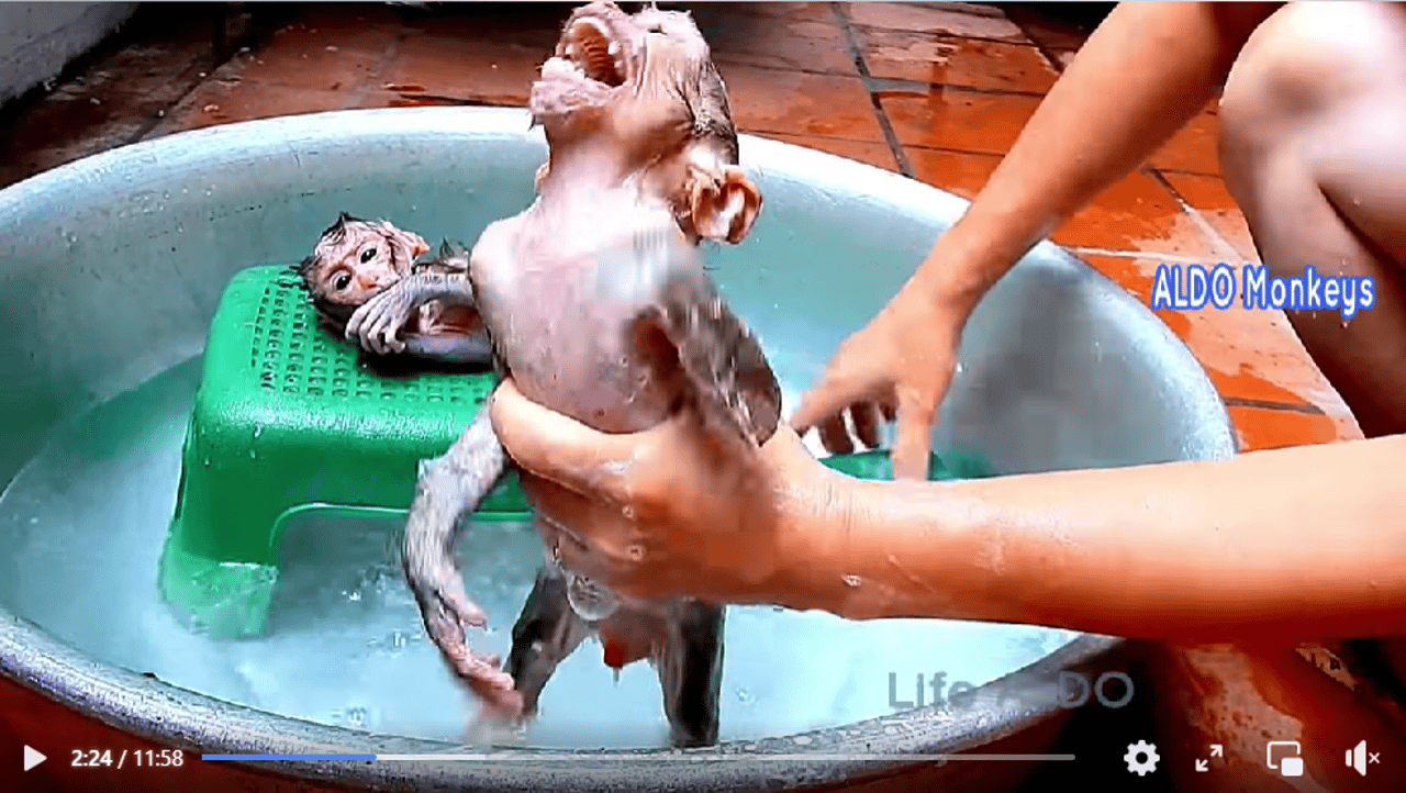 På sociale medier finder man mange videoer med skrigende aber, der tvinges til at blive badet.