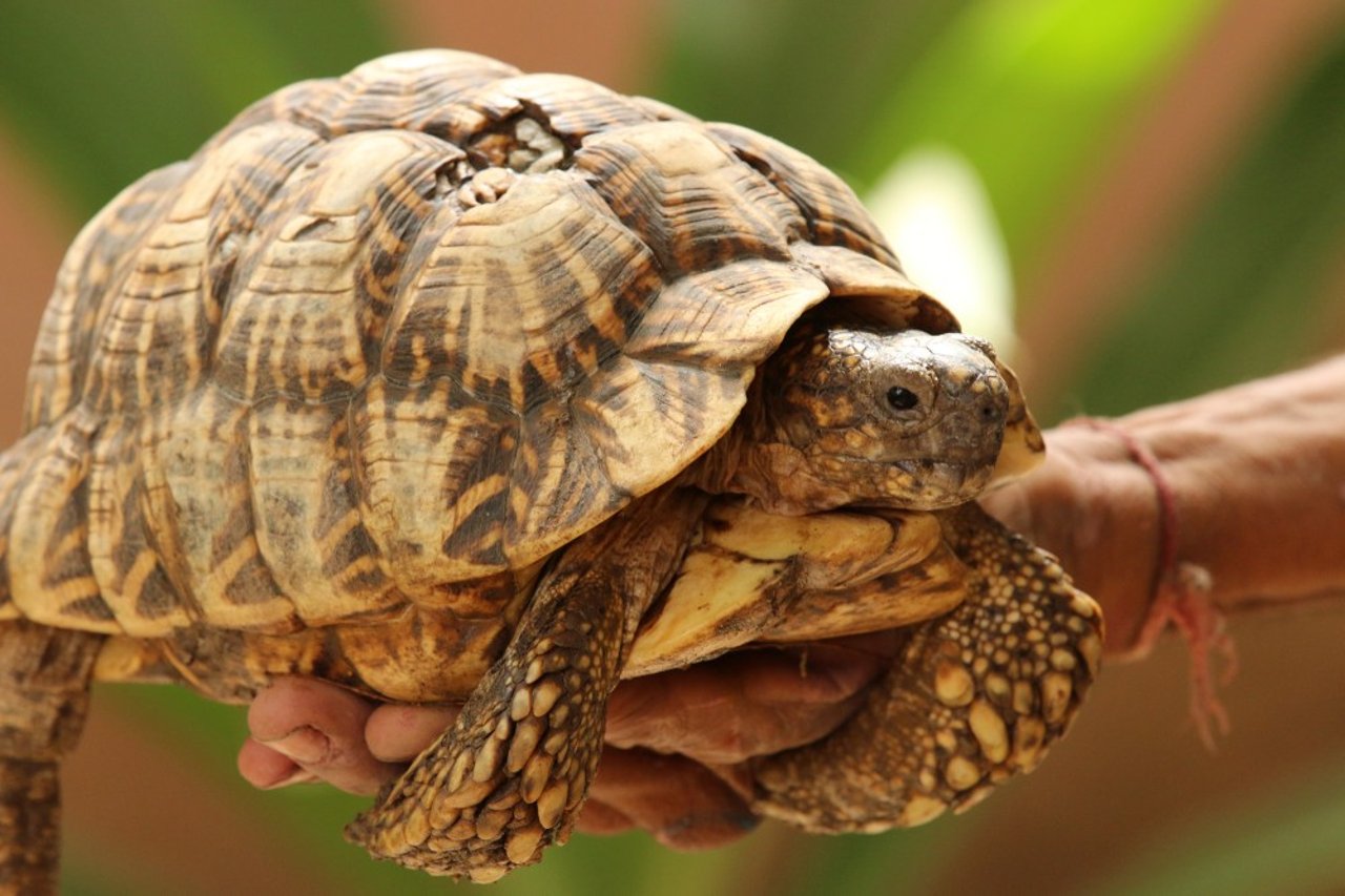 Indisk stjerneskildpadde