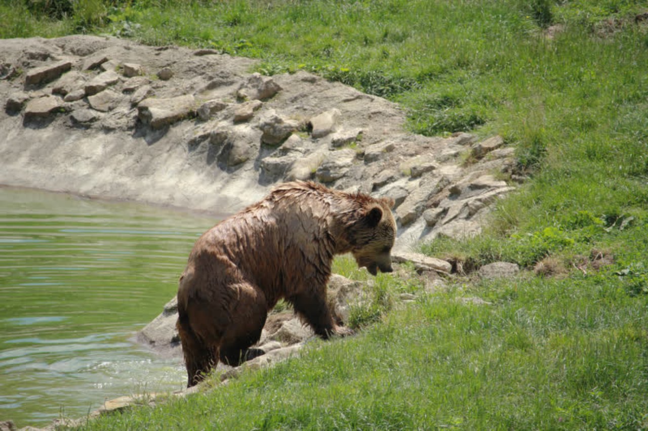 Jimmy, en af de reddede bjørne i Libearty bjørnereservat