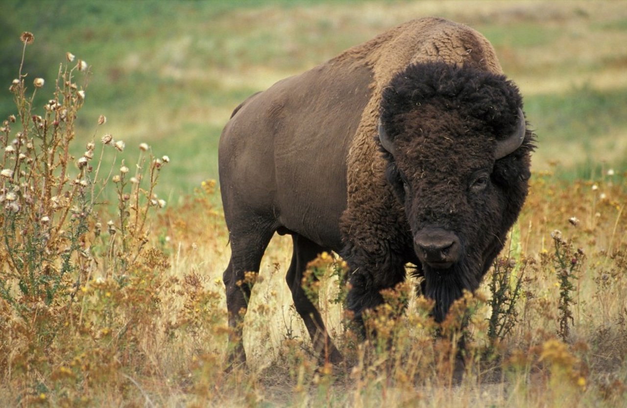 Oplev bison i naturen