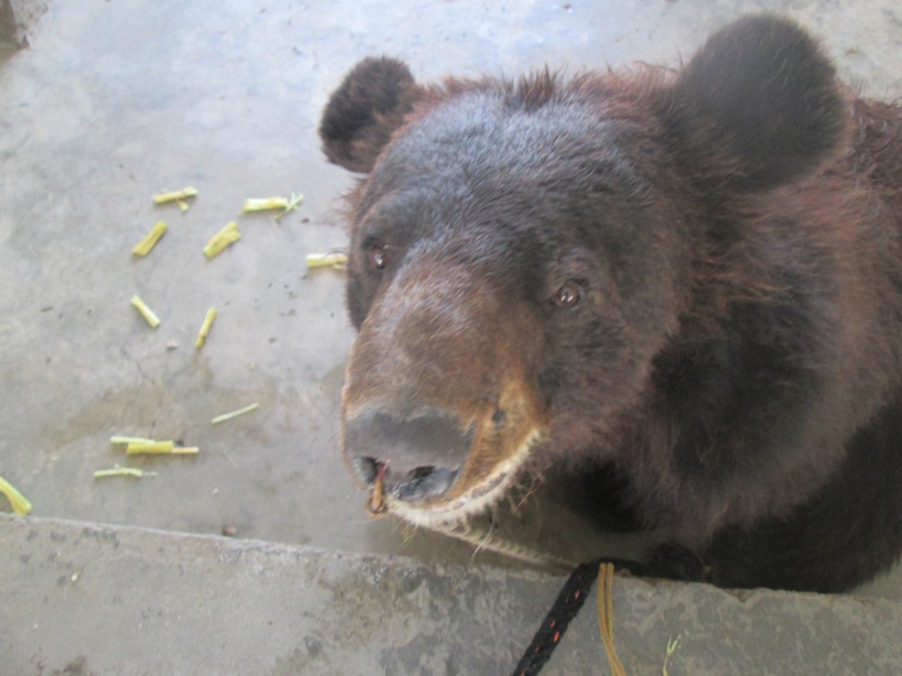 Reddet bjørn i Pakistan