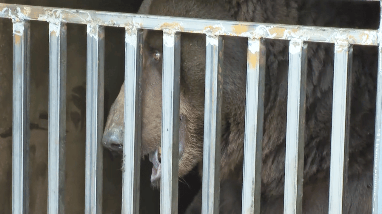 Björnen Masha räddas från Ukraina