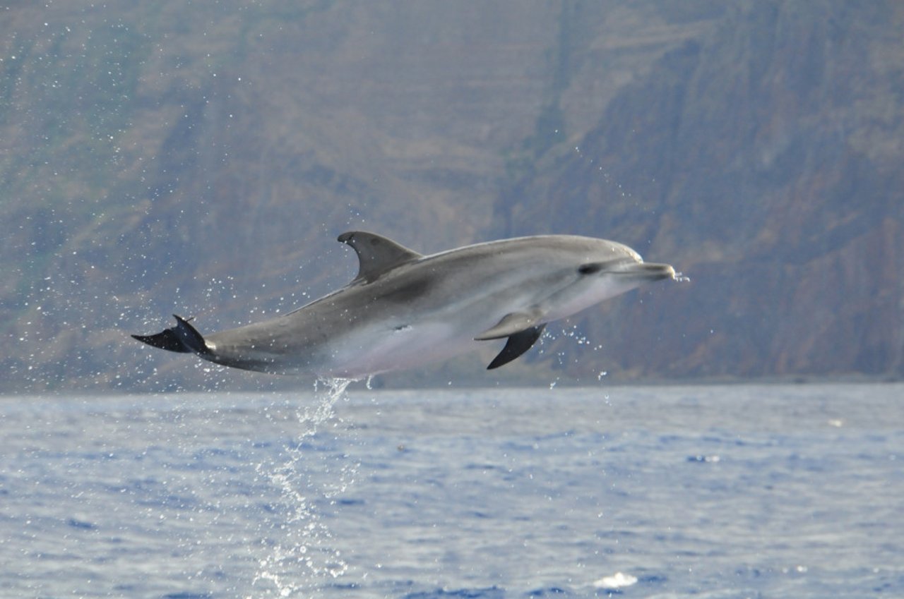 Delfin i Madeira Whale Heritage Area: Foto: Fatima Kutzschbach