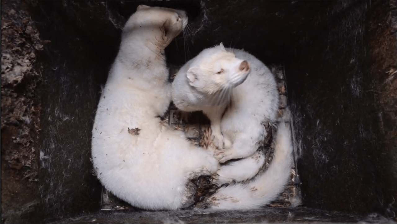 Animal International har efterforsket forholdene på minkfarm i Bulgarien