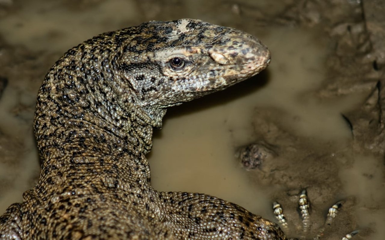 caption_2_varanus_bengalensis_bengal_monitor_-_neil_dcruze-2
