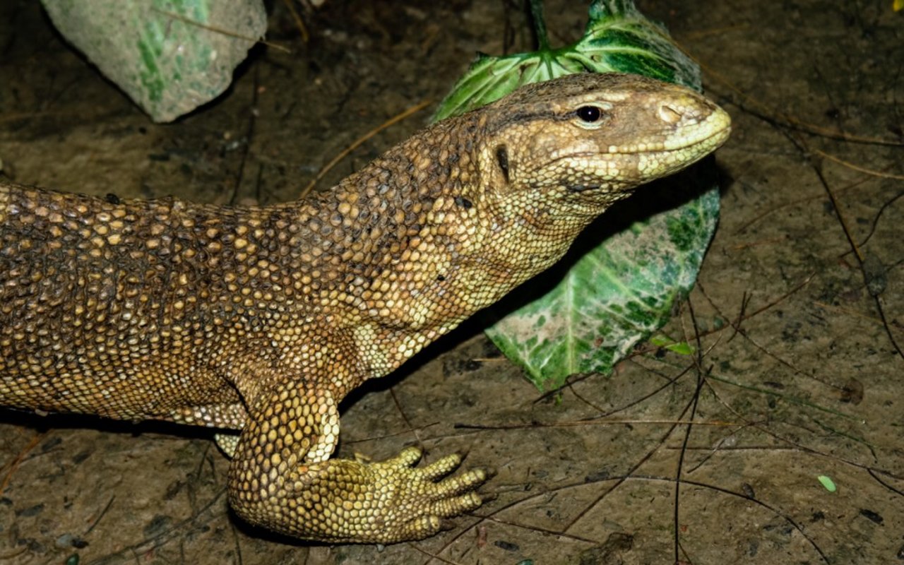 caption_2_varanus_flavescens_yellow_monitor_-_neil_dcruze-3