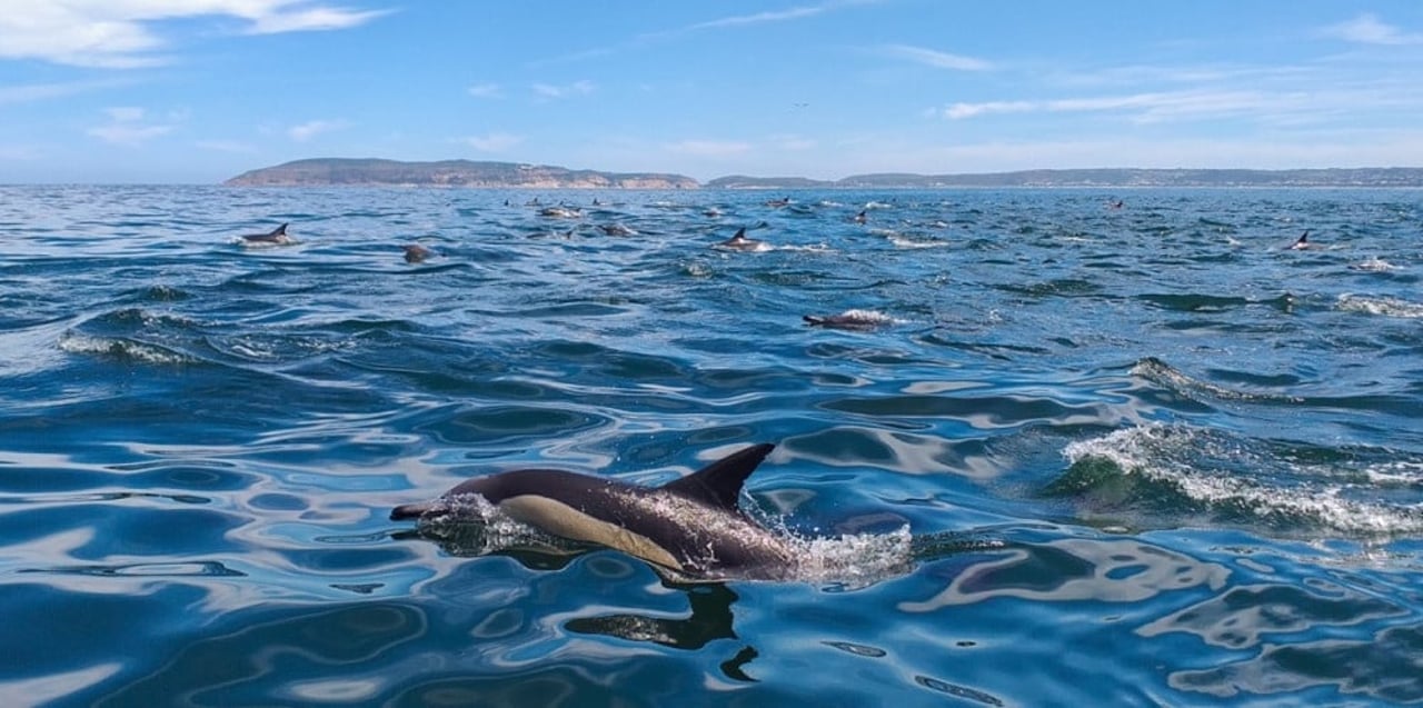 Delfiner i Plettenberg Bay, der har fået status som Whale Heritage Site - et hvalvenligt område. Foto: Gwen Penry