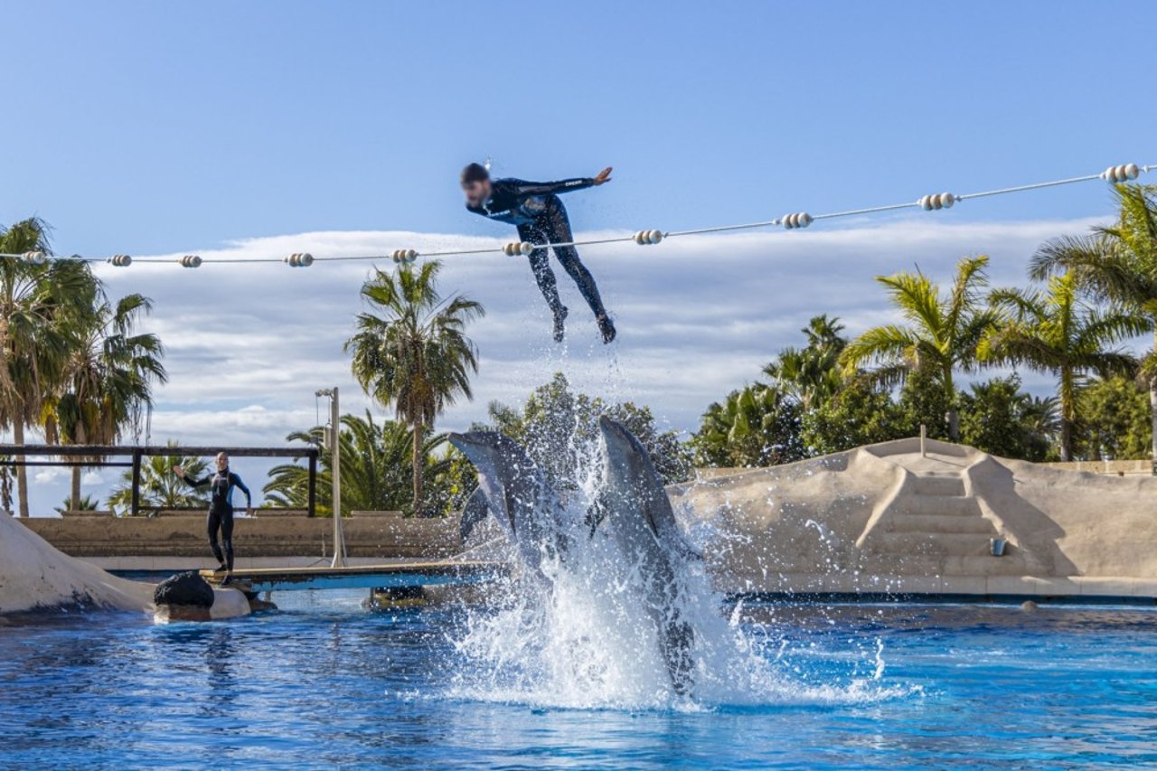 Delfiner optræder i shows i Aqualand på Tenerife