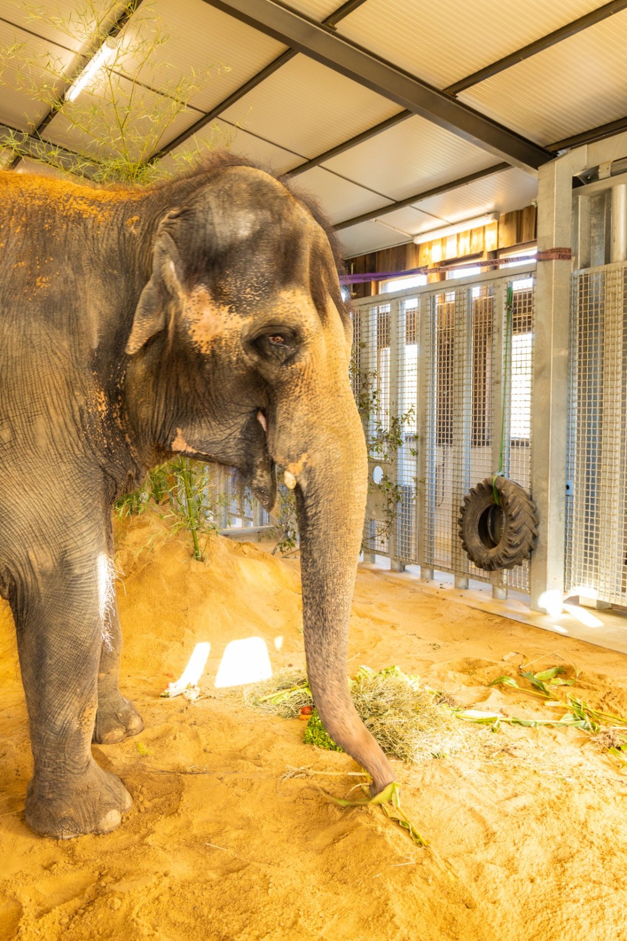 Elefanterne Gandhi og Delhi møder hinanden rigtigt for første gang i elefantreservatet Elephant Haven.