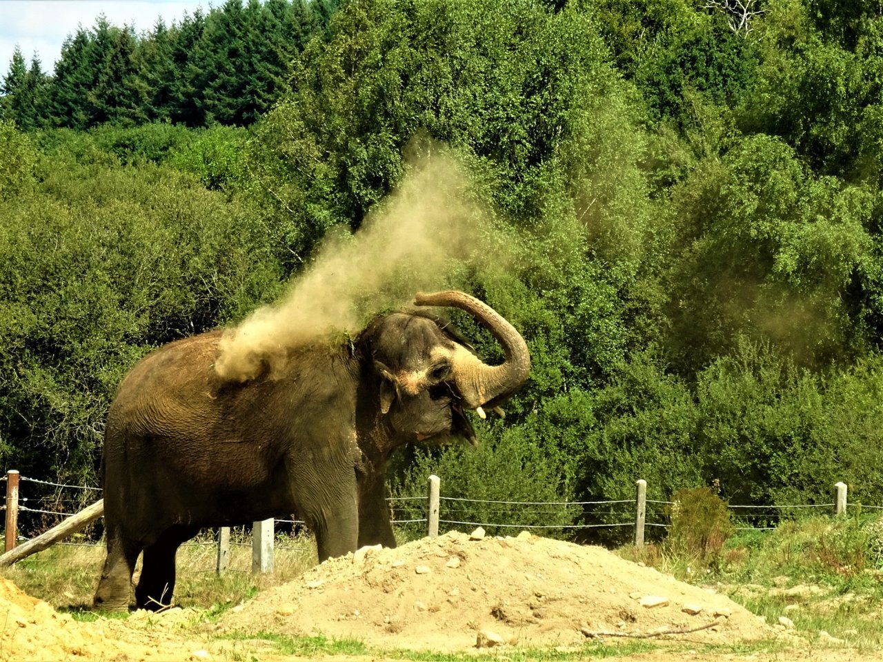 Gandhi og Delhis første møde uden hegn imellem. Foto: Elephant Haven