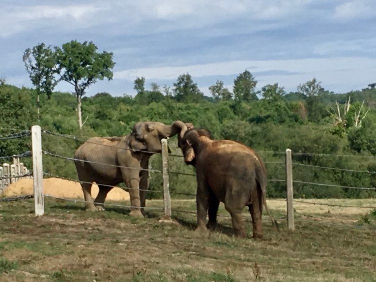 Elefanterne Gandhi og Delhi møder hinanden rigtigt for første gang i elefantreservatet Elephant Haven.