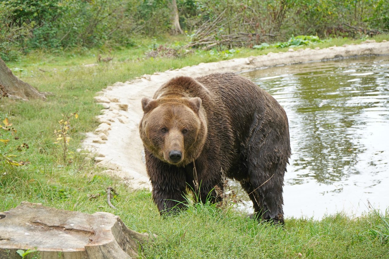 Bjørnen Bolik blev reddet ud af Ukraine og har fået et nyt liv i bjørnereservatet i Rumænien