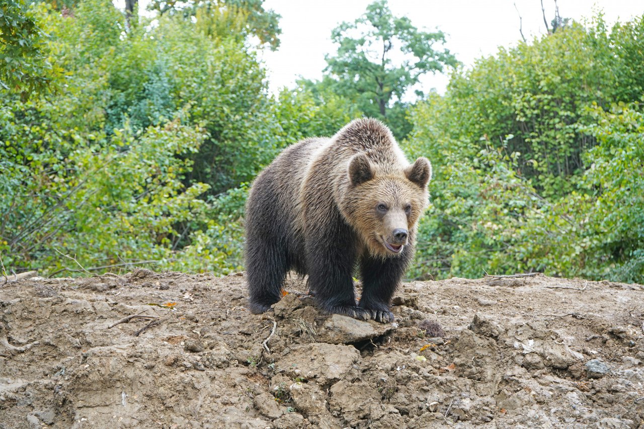 I bjørnereservatet Libearty lever bjørnene et naturligt bjørneliv