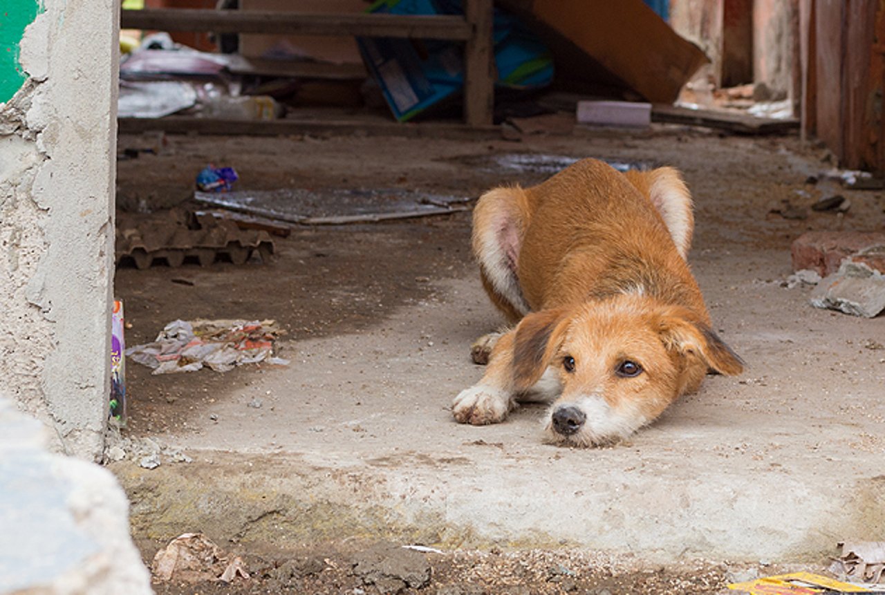 ecuador-waiting-dog-0516