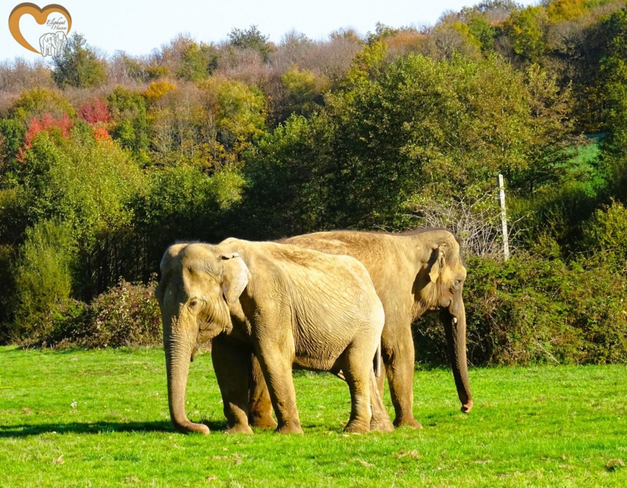 I elefantreservatet Elephant Haven nyder de to tidligere zoo-elefanter, Delhi og Gandhi, deres otium.